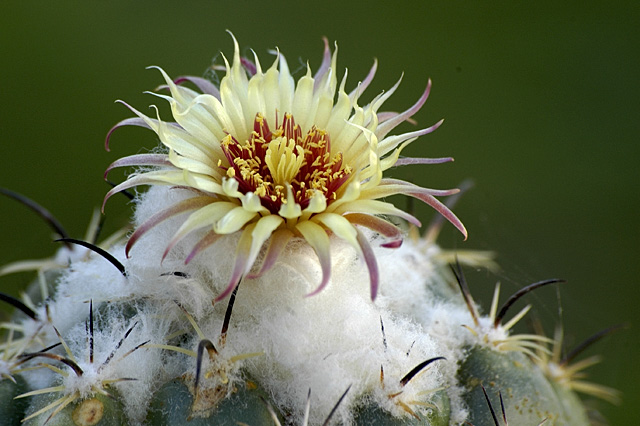 Coryphantha echinus