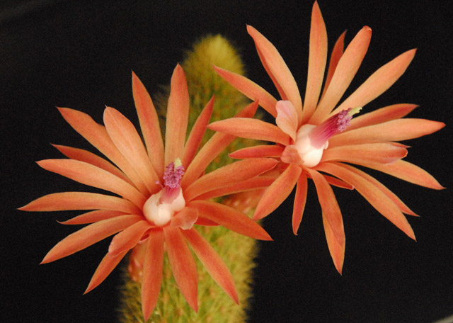 Hildewintera aureispina