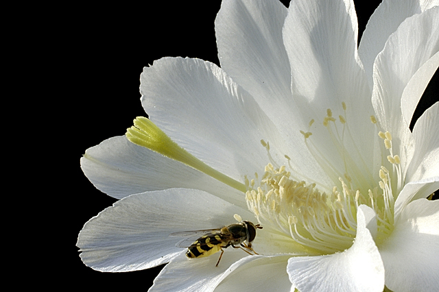 Syrphe, echinopsis, 