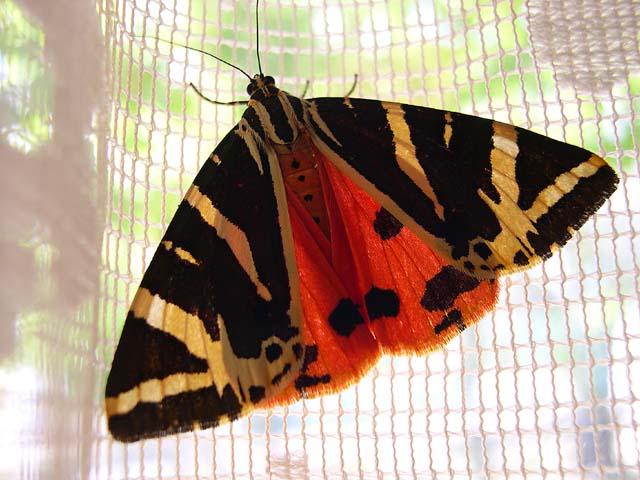PapillonW