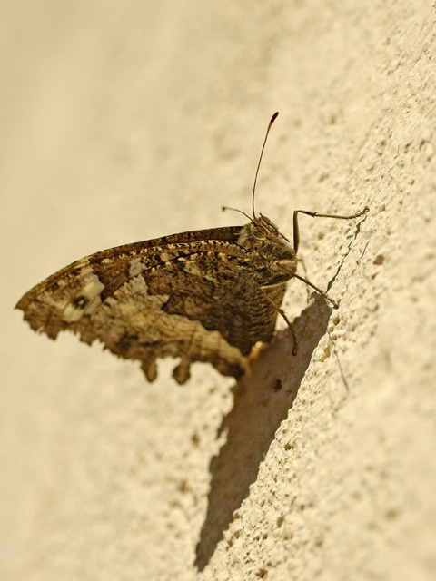 Papillon