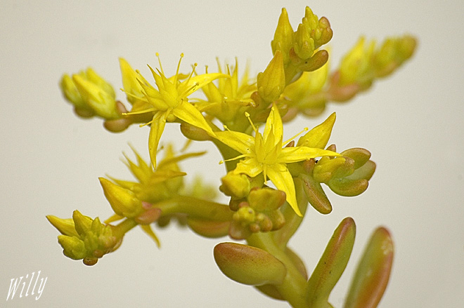 Crassula portulacea