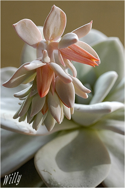 Echeveria laui