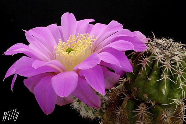 Echinocereus adustus bonatzii