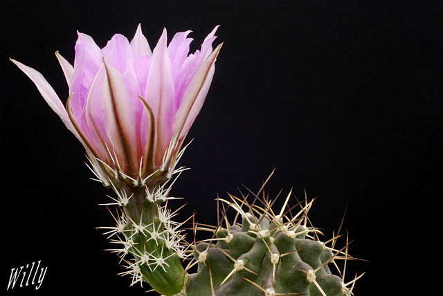 Echinocereus fendleri ssp hempelii