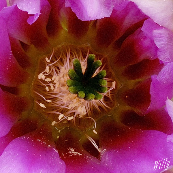 Echinocereus fendleri ssp hempelii