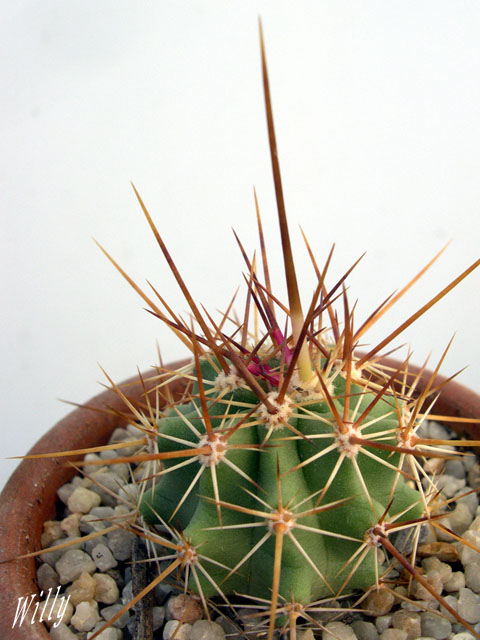 Echinocereus ferreirianus