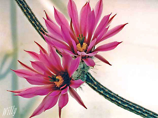Echinocereus poselgeri
