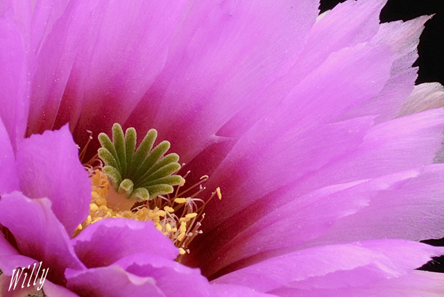 Echinocereus reichenbachii fitchii