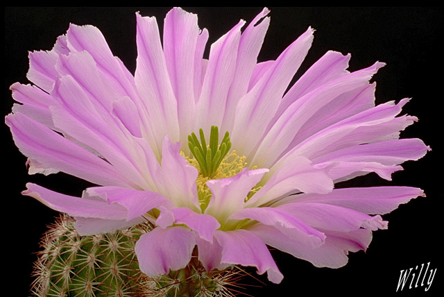 Echinocereus sciurus floresii