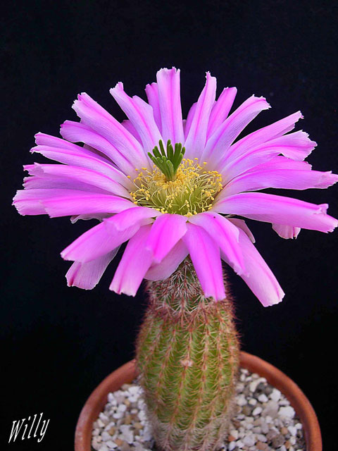 Echinocereus sciurus floresii