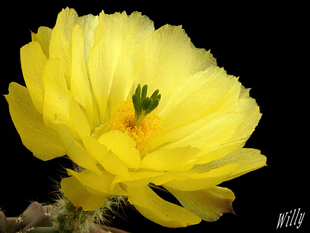 Echinocereus subinermis