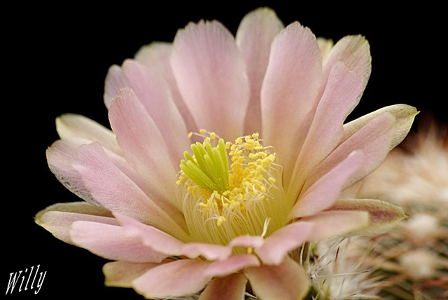 Echinocereus viridiflorus chloranthus