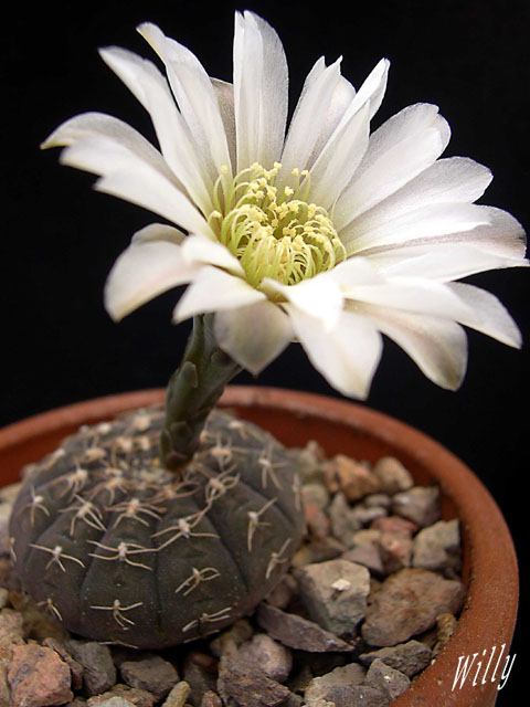 Gymnocalycium ragonesii