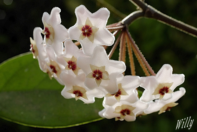 Hoya carnosa